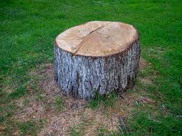 How Our Tree Care Process Works  in  Charles Town, WV