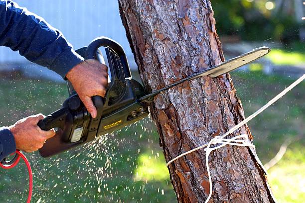 Best Emergency Tree Removal  in Charles Town, WV