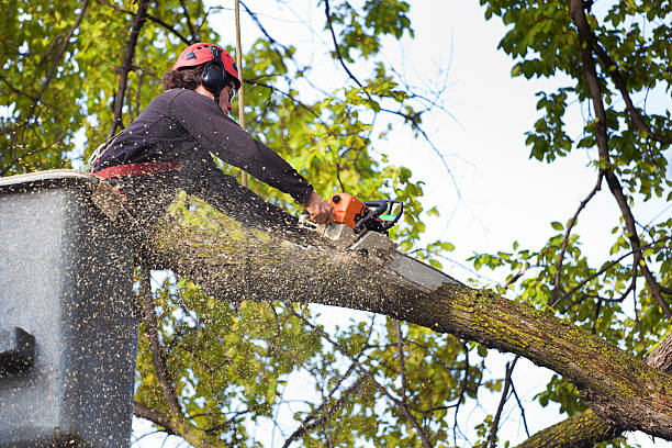 Best Weed Control  in Charles Town, WV